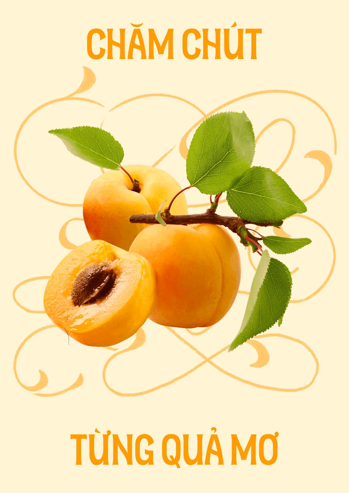 Mơ Ly Apricot Liquor Branding — Concept 2 / 05